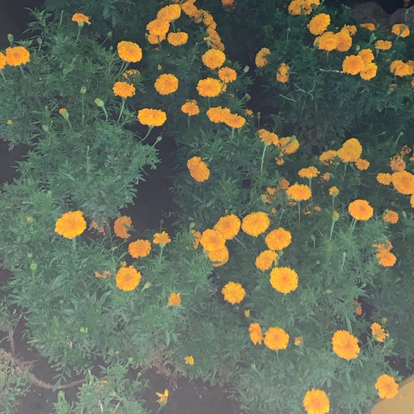حديقة ارامكو Garden In الرحاب