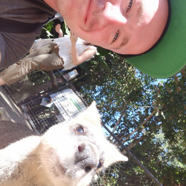 5/6/2019 tarihinde Nikolay G.ziyaretçi tarafından Kuranda Koala Gardens'de çekilen fotoğraf