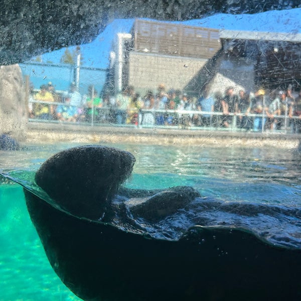 Снимок сделан в Vancouver Aquarium пользователем Dilara 🐰 6/30/2023