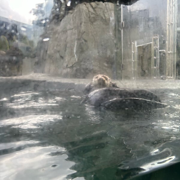 Foto scattata a Vancouver Aquarium da Dilara 🐰 il 3/26/2024