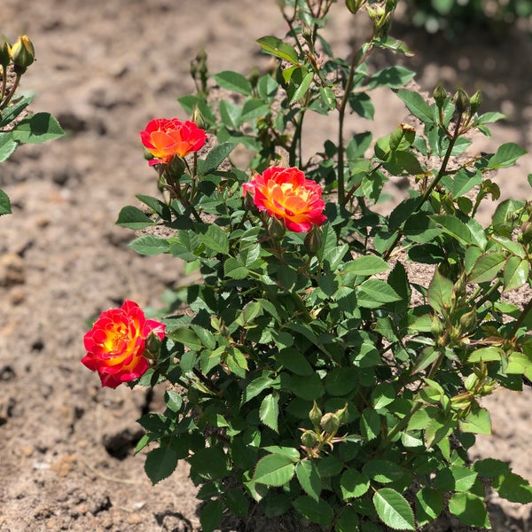 Photos at Rose Garden Park in Westside