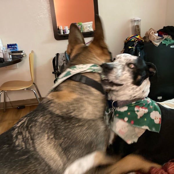 West Flamingo Animal Hospital - 5445 W Flamingo Rd West Flamingo Animal Hospital - 5445 W Flamingo Rd