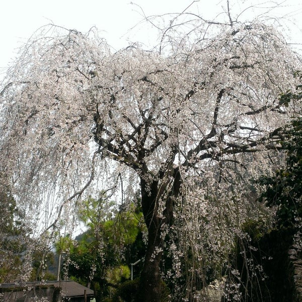 市川家のしだれ桜 仁淀川町別枝