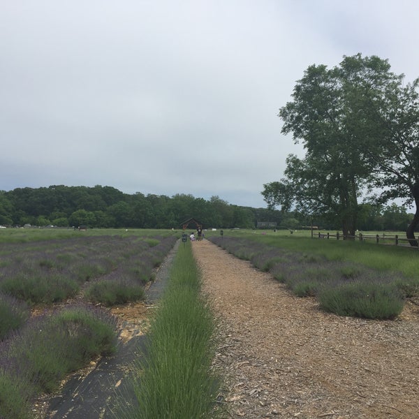 Photo taken at Lavender By the Bay - New York&#39;s Premier Lavender Farm by Stephanie C. on 6/18/2017