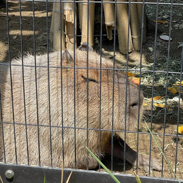 Photos At 福山市立動物園 Zoo In 福山市