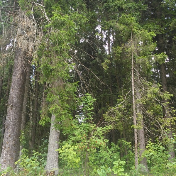 сибво чита лес. ягодка шишкин лес. леса мкр. сосновый лес кропоткин. город звенигород мкр южный ул радужная.