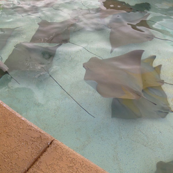 รูปภาพถ่ายที่ Shedd Aquarium โดย Anthony K. เมื่อ 5/12/2013