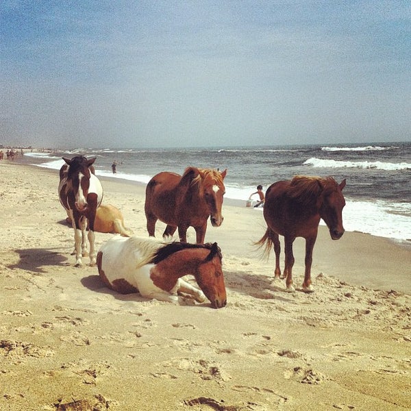 Assateague island national seashore phone number sakideal