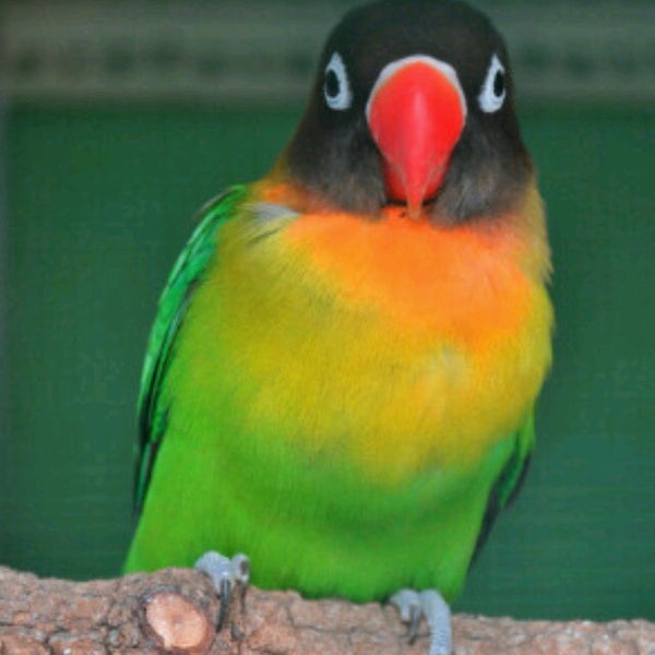 Photos At Pasar Burung Peksi Bacingah Purwokerto Jawa Tengah