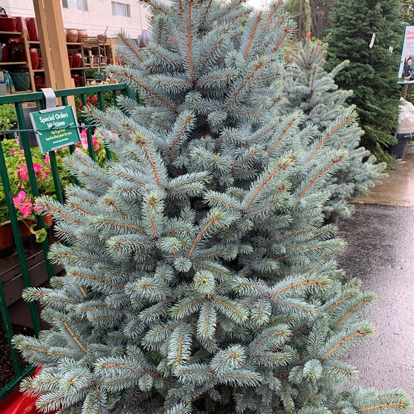 Armstrong Garden Centers 12920 West Magnolia Boulevard Armstrong Garden Centers 12920 West, Armstrong Nursery Sherman Oaks