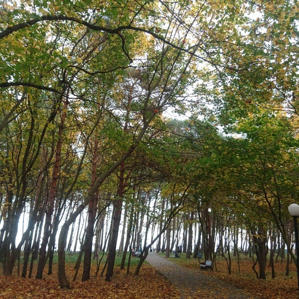 Парк сосновый бор пионерский калининградская область. Сосновый бор пионерский калининградская область. Пионерск сосновый бор. Сосновый бор пионерский калининградская область. Парк сосновый бор в пионерском.