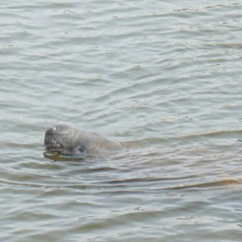 Photo taken at Manatee Observation &amp; Education Center by Martin K. on 3/3/2016
