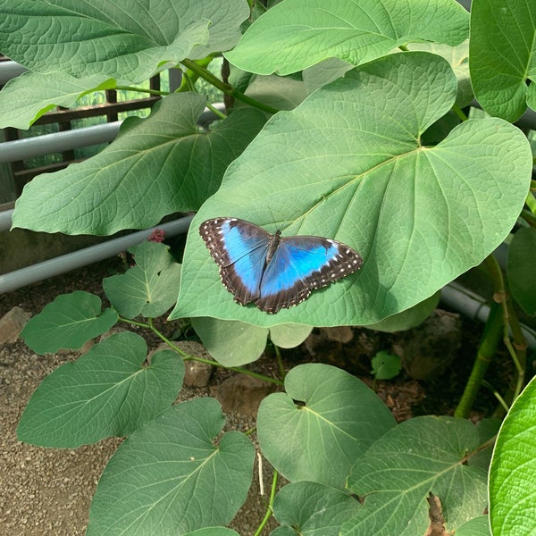 Photos At Garten Der Schmetterlinge Schloss Sayn