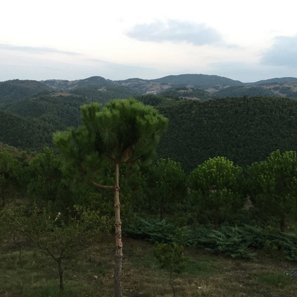 el hızar makinesi kütük ev cafe