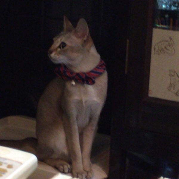 Photos At Bar 猫 2 Tips From 55 Visitors