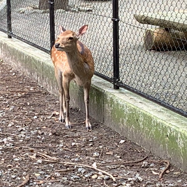 彌彦神社 鹿苑 動物園