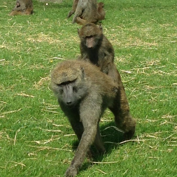 Photo taken at Knowsley Safari by Jo B. on 6/1/2013