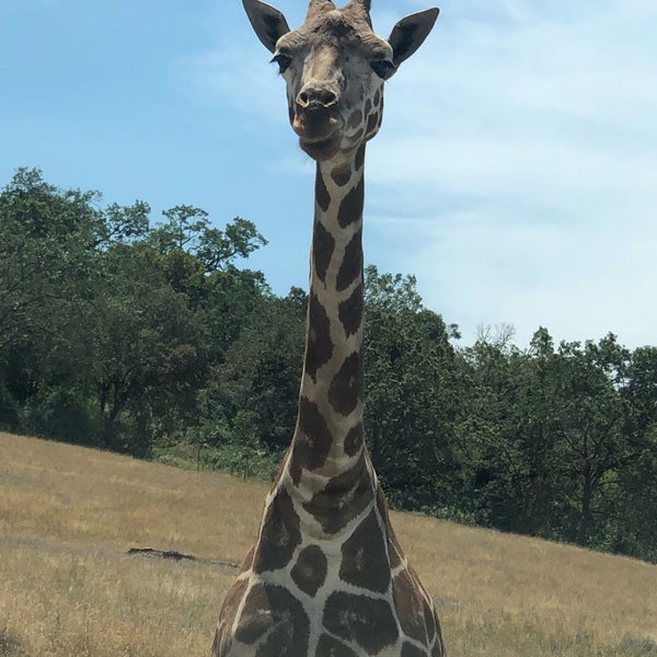 7/6/2019にQiming C.がWildlife Safariで撮った写真