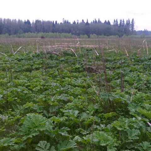 Подслушано рабитицы