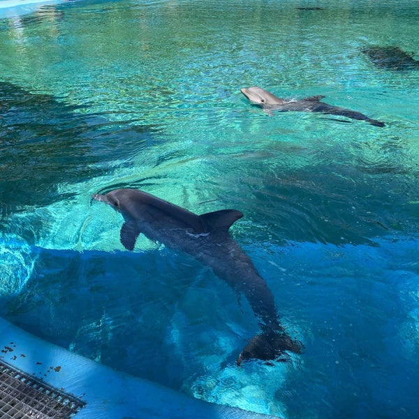 Das Foto wurde bei Siegfried &amp; Roy&#39;s Secret Garden and Dolphin Habitat von Rick am 9/3/2022 aufgenommen