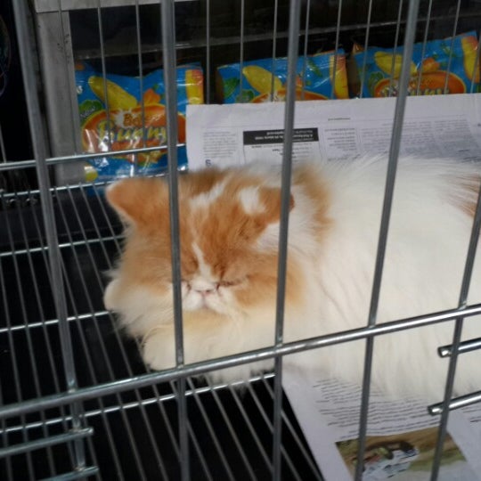Pasar Hewan Barito Kebayoran Baru Jakarta Jakarta