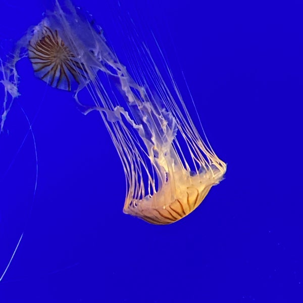 Photo taken at New York Aquarium by Terri C. on 5/10/2022