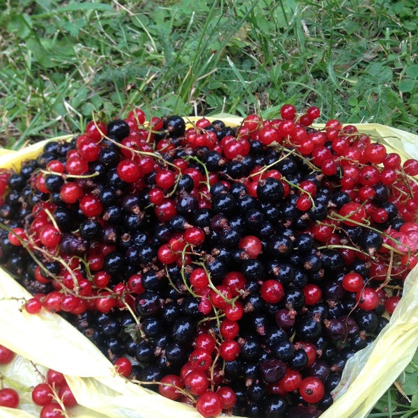 Foto scattata a Hermitage Garden da Francisko A. il 7/9/2013