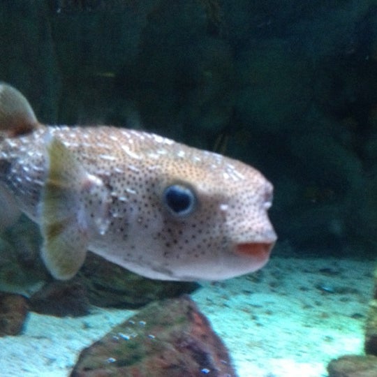 Das Foto wurde bei Sea Life Aquarium von Kim M. am 10/5/2012 aufgenommen