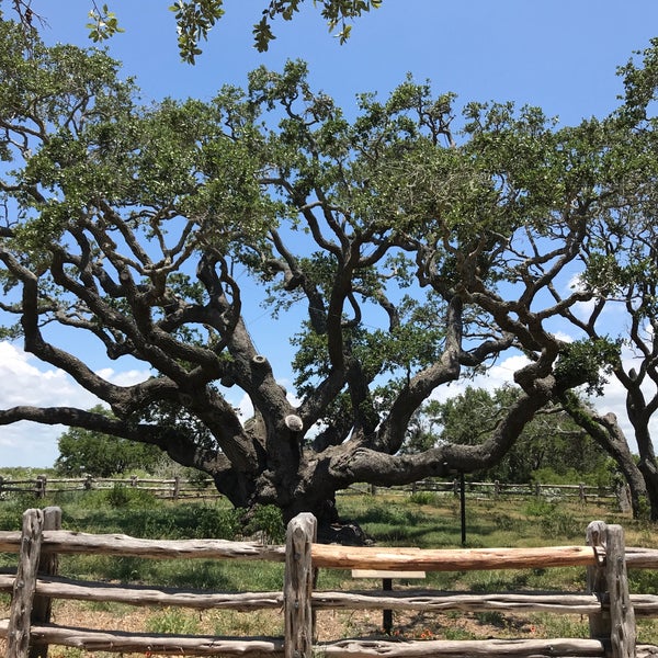 Big Tree Rockport, TX
