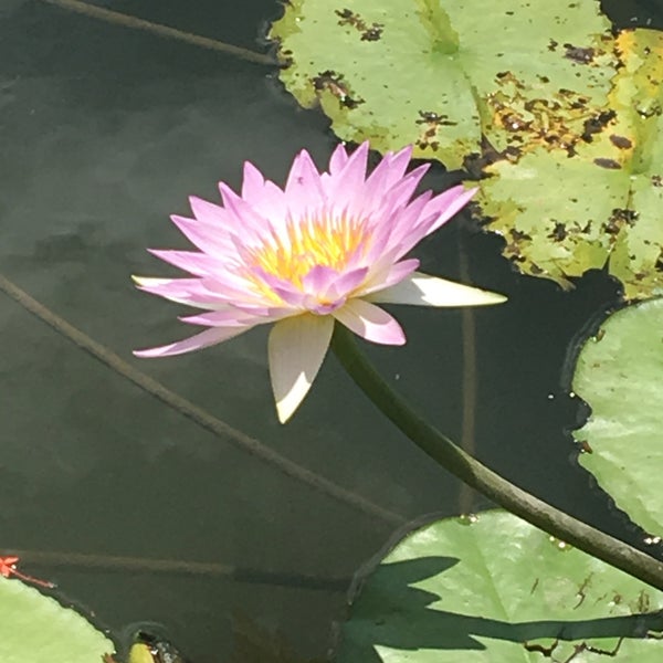 Photos At 蓮緣香水蓮花園 Garden In 白河區 Photos At 蓮緣香水蓮花園 Garden In 白河區