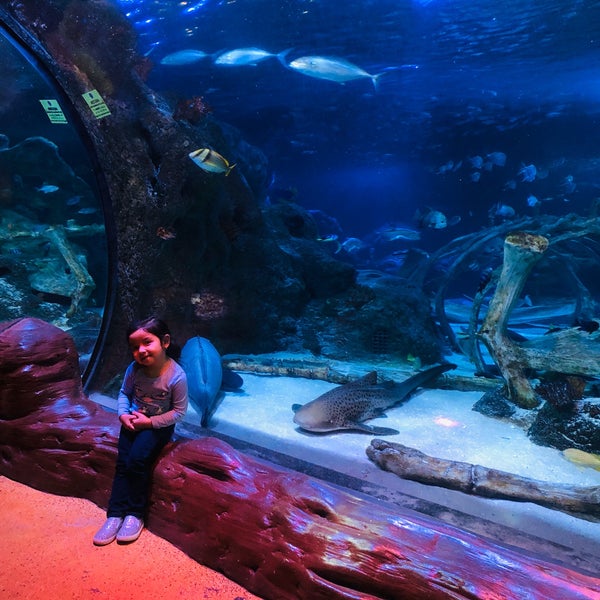 11/2/2019 tarihinde Crystal A.ziyaretçi tarafından SEA LIFE Grapevine Aquarium'de çekilen fotoğraf