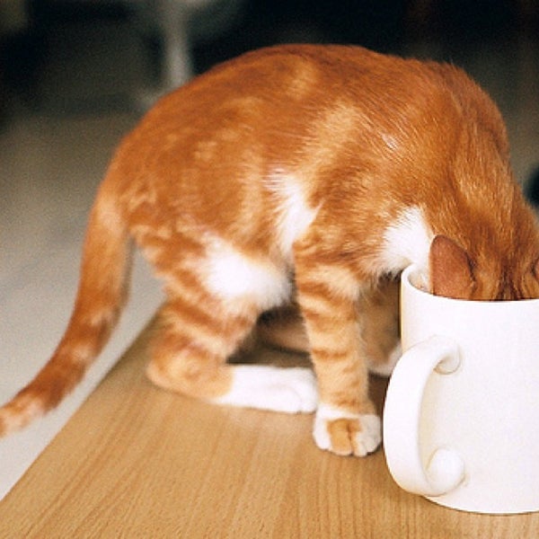 Котик С Кофе Картинки