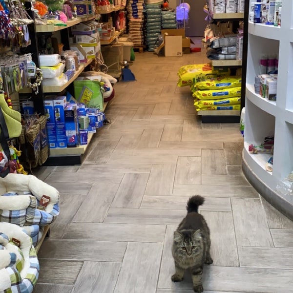 Fantastic Cat Yanbu Al Bahr, Al Madinah Province