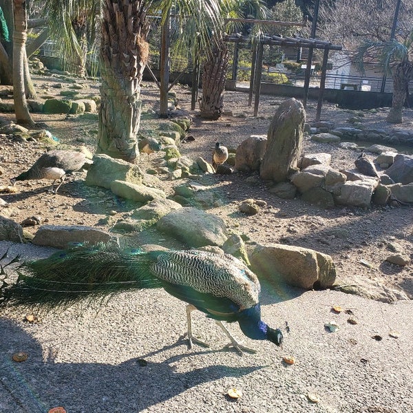 Photos At 大崎自然公園 くじゃく園 70 Visitors