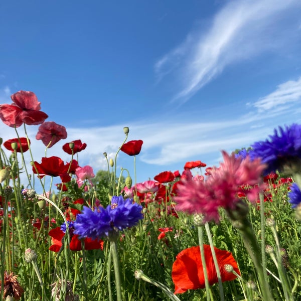 Fotos Em みちのく杜の湖畔公園 Parque