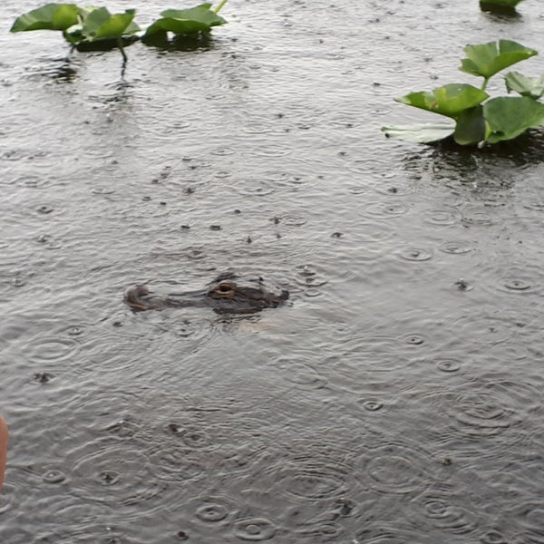 5/6/2018에 Tomáš T.님이 Everglades Holiday Park에서 찍은 사진
