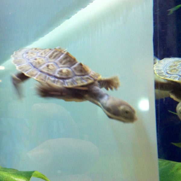 kellyville pets turtles