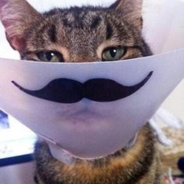 Westside Veterinary Clinic Flagstaff, AZ