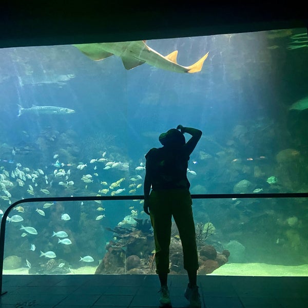 1/9/2022 tarihinde Miriam C.ziyaretçi tarafından Acuario de Veracruz'de çekilen fotoğraf