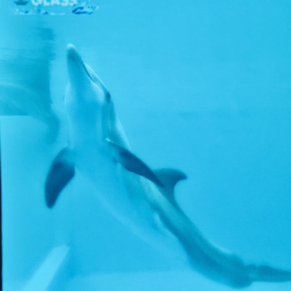 7/26/2020 tarihinde Anna M.ziyaretçi tarafından Clearwater Marine Aquarium'de çekilen fotoğraf