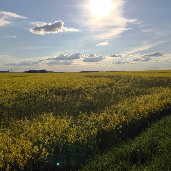 Стихотворение чистое белое поле. Система град в поле. Песня тропинка торопинка. А в чистом поле. В чистом поле.