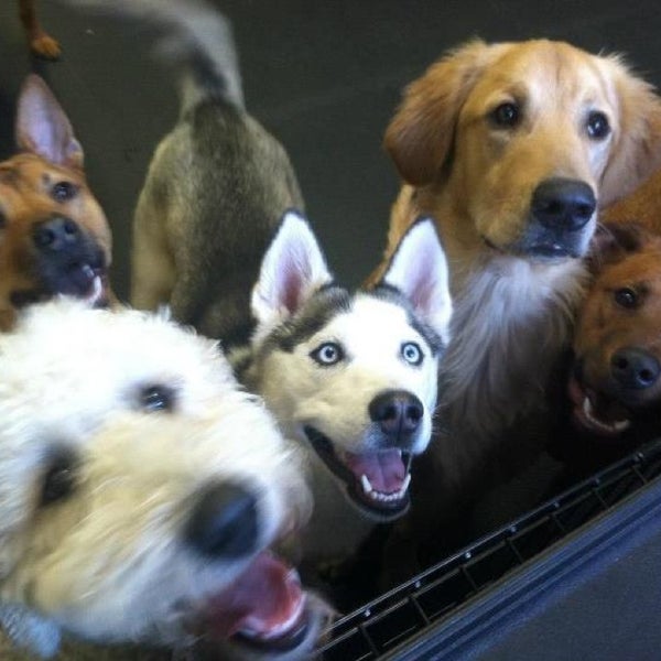 all day doggie daycare