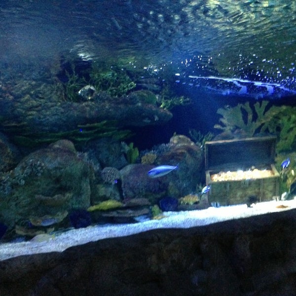 Club regent casino fish tank combo