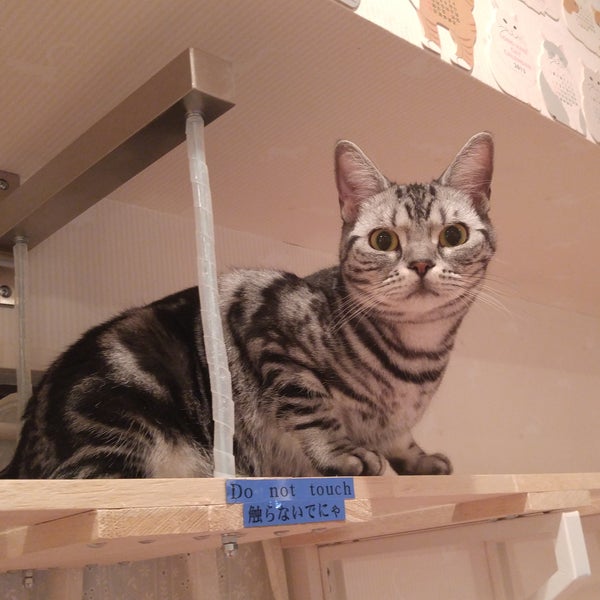 ハピ猫 Hapi Neko Now Closed Pet Cafe In 道玄坂