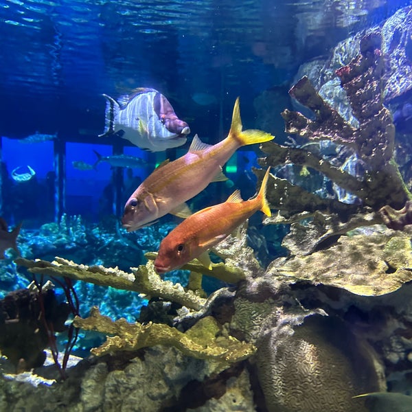 Foto scattata a Shedd Aquarium da Luminoid L. il 3/18/2023