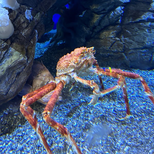 Photo taken at Aquarium of the Pacific by Luminoid L. on 10/15/2022