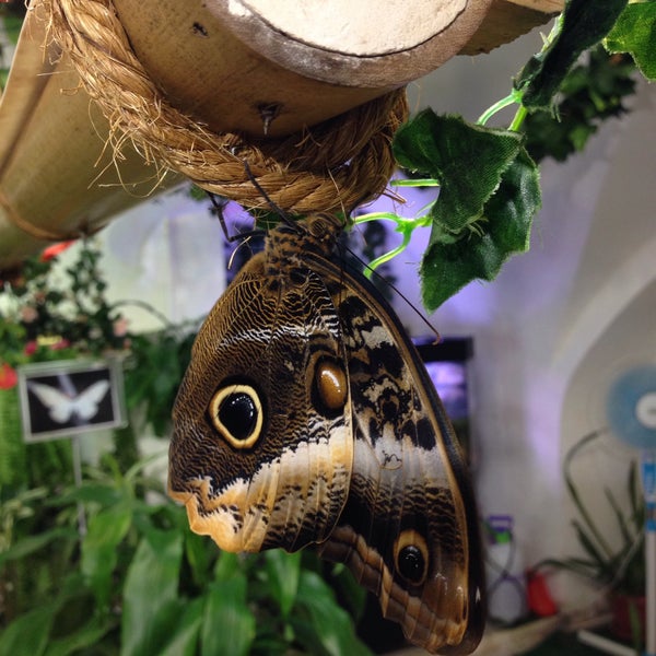 Снимок сделан в Музей живых бабочек «Тропический рай» пользователем Roman B. 8/13/2015