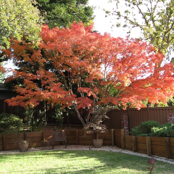 Acer Palmatum, fall color
