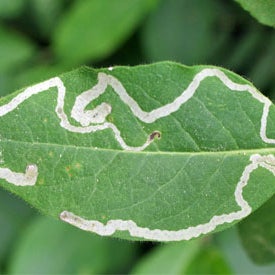 Leafminer Control: "While not usually threatening to plants, leafminer control is often necessary to manage the..." http://www.planetnatural.com/pest-problem-solver/houseplant-pests/leafminer-control/