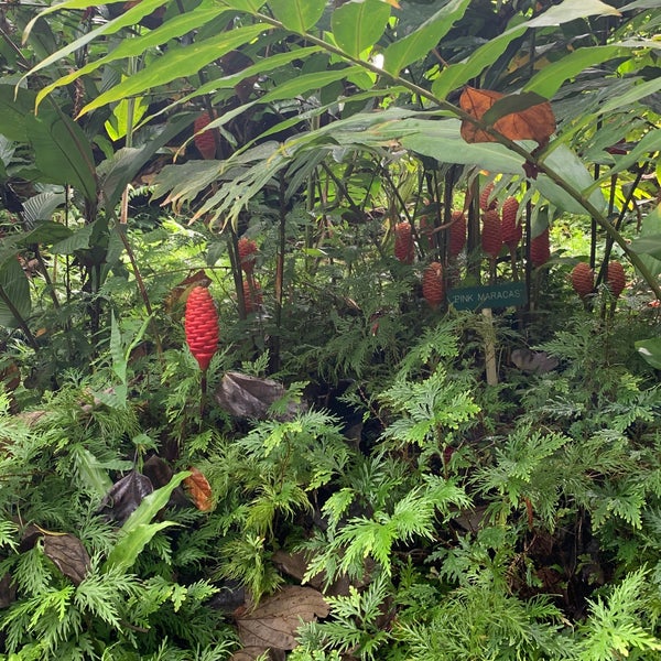 Das Foto wurde bei Hawaii Tropical Botanical Garden von Shelley R. am 5/1/2022 aufgenommen
